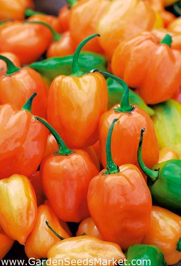 Daftar Alternatif Habanero: Pilihan Lain yang Sama Pedas!